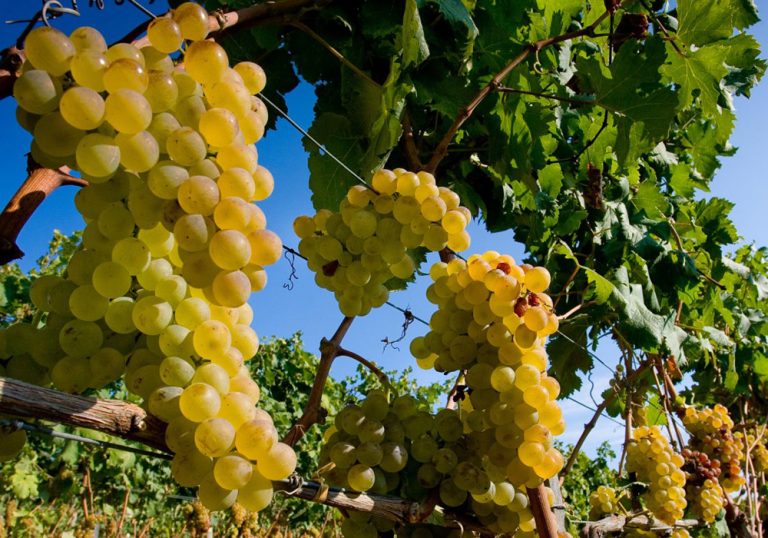 Tanhurst-Estate-Vineyard